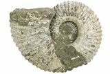 Huge, Bumpy Ammonite (Douvilleiceras) Fossil - Madagascar #232618-2